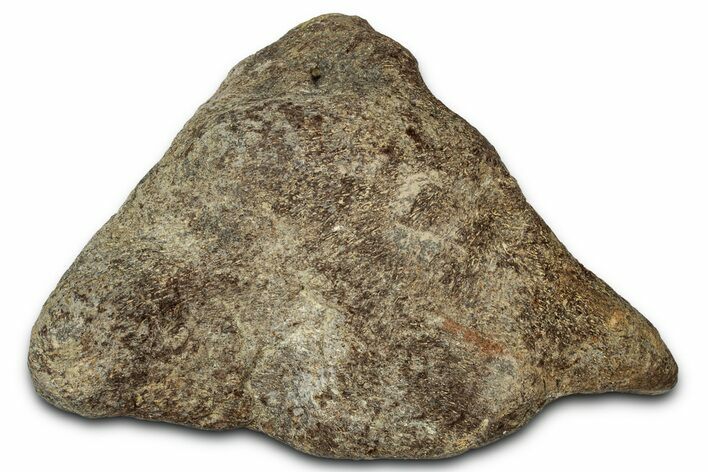 Dinosaur (Triceratops) Frill Shield Section - Montana #347963